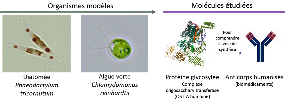 Caractérisation des acteurs moléculaires impliqués dans la biosynthèse des glycoprotéines chez les microalgues