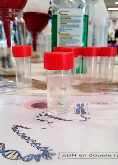 ADN extrait