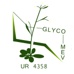 GlycoMEV