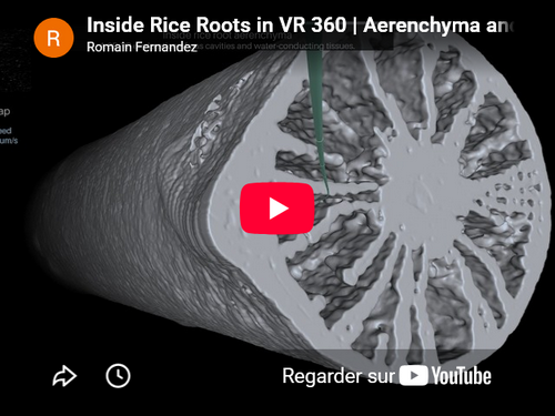 cliquer pour visualiser la vidéo sur YouTube (auteur : Romain FERNANDEZ, CIRAD Montpellier)