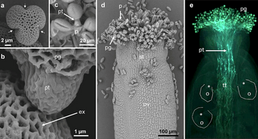Pollen tube cell wall biosynthesis, deposition and remodeling