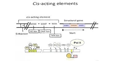schema cis-acting elements