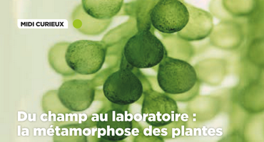 Midi Curieux - Du champs au laboratoire : la métamorphose des plantes